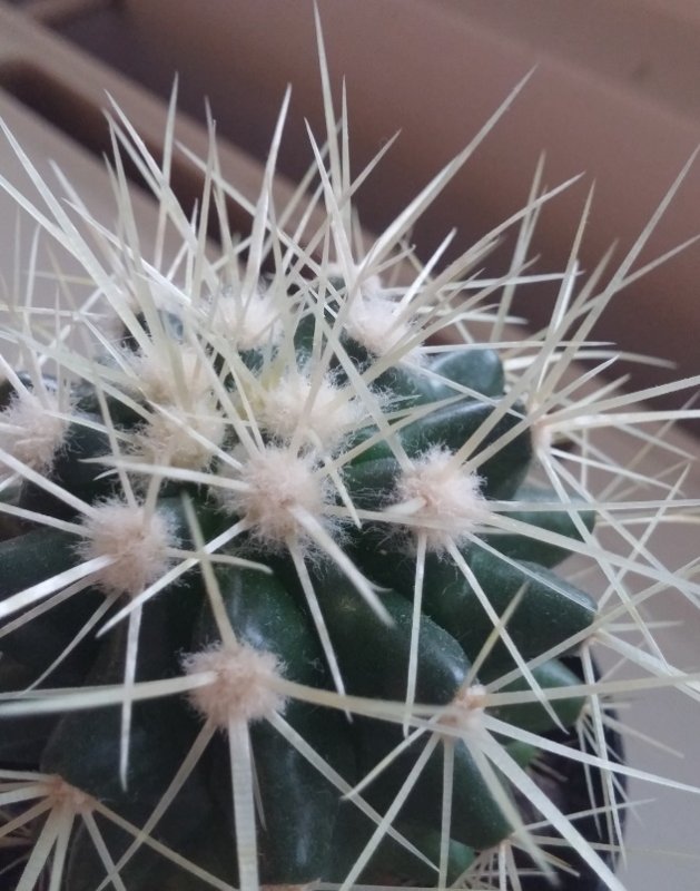 echinocactusspines.jpg