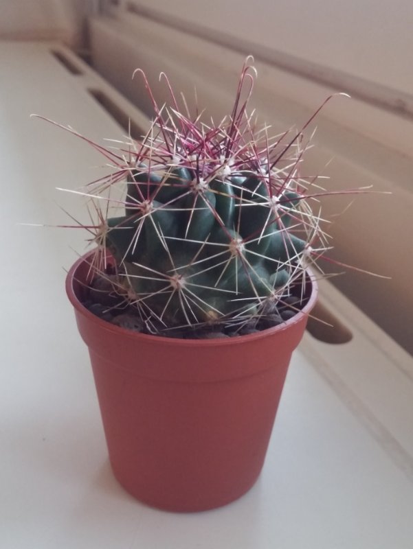 ferocactus.jpg