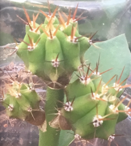 2 areole grafts with sugar on the top.png