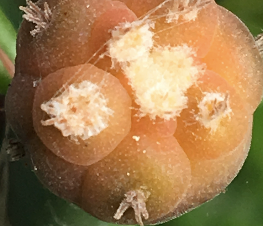 Lophophora jourdaniana variegata2.png