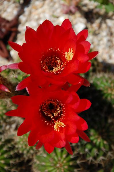 Another Trichocereus putting out big and really red flowers.