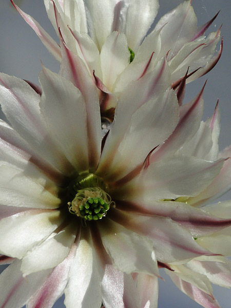 Echinocereus tamaulipensis LaRoja 2012 Mai27-3.jpg