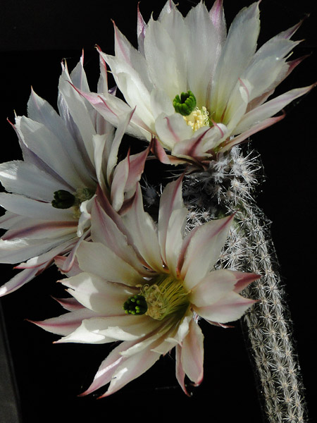 Echinocereus tamaulipensis LaRoja 2012 Mai27.jpg