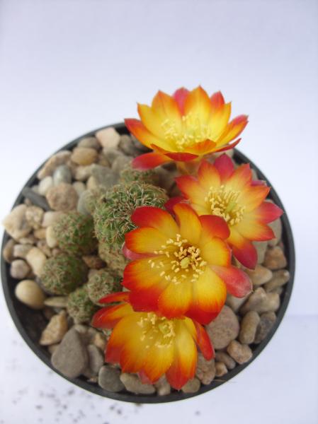 sulcorebutia tarabucoensis var. aureiflora 240412.JPG