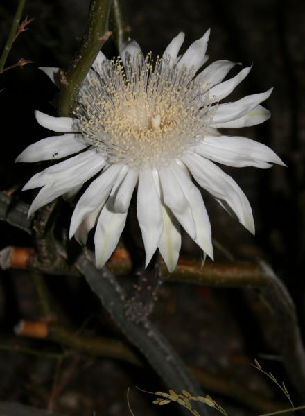 Peniocereus greggii (Chandler, AZ)