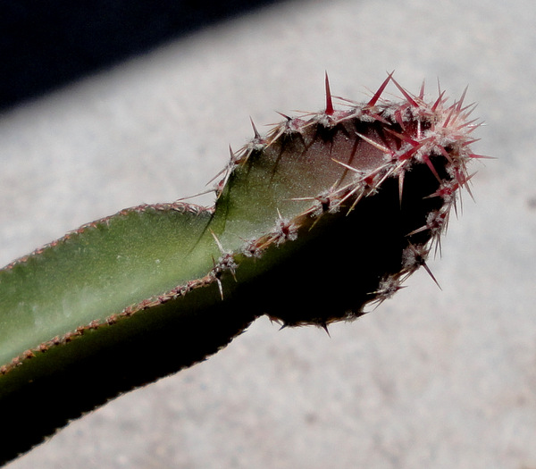 rosei spines thrown out in full sun.