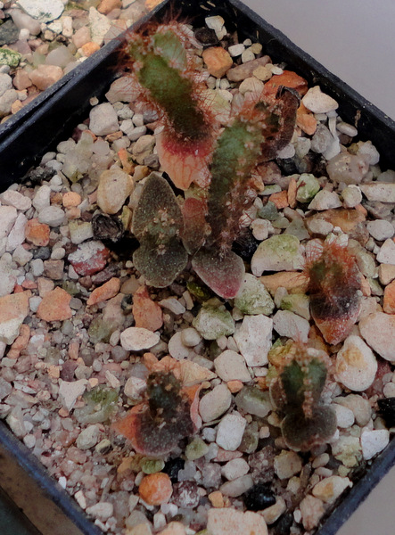 newest additions: cuixmalensis seedlings sown back in Jan.