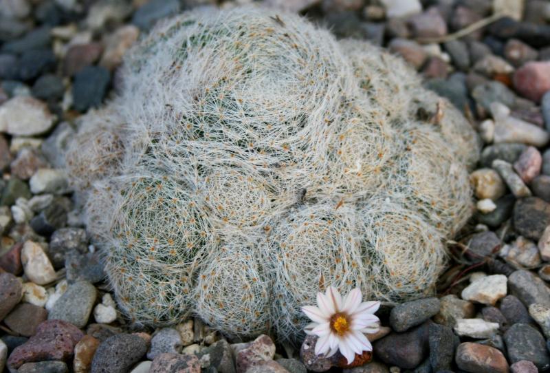 Mammillaria lenta (Chandler, AZ)