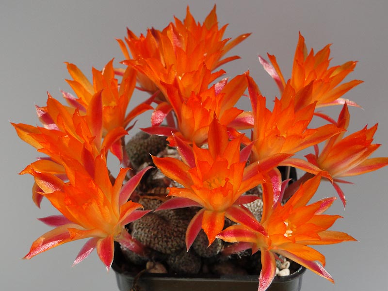 Rebutia heliosa 2012 Mai28-6.jpg