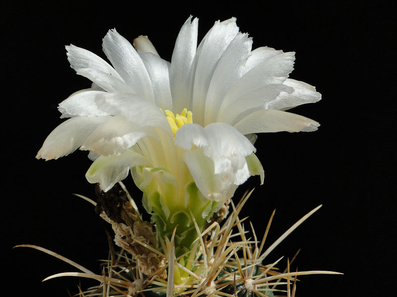 Thelocactus bicolor fa. albiflora 2012 Mai28-3.jpg