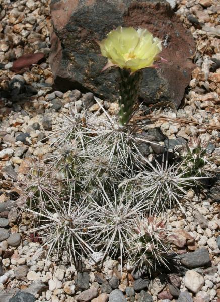 Grusonia grahamii (Chandler, AZ)