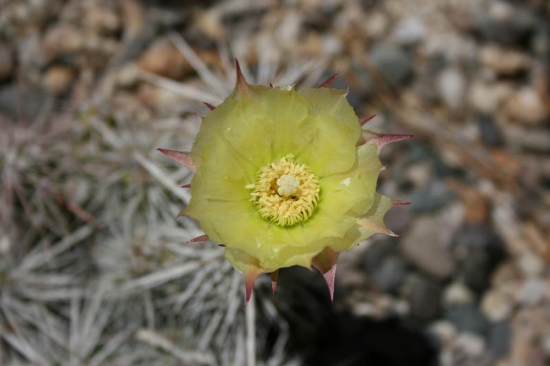 Grusonia grahamii - Close up (Chandler, AZ)