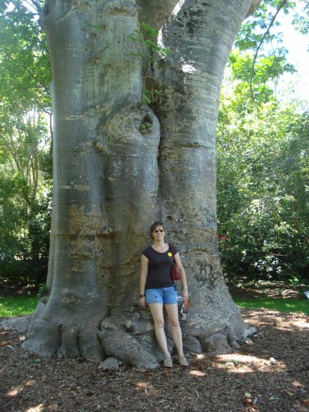 Boaboa tree.  These gardens must have been around for a long time.  Didn't get to ask anyone about the age of the park.