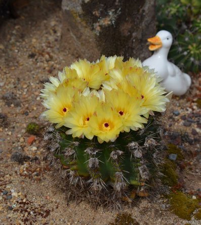 The duck seems impressed :-)