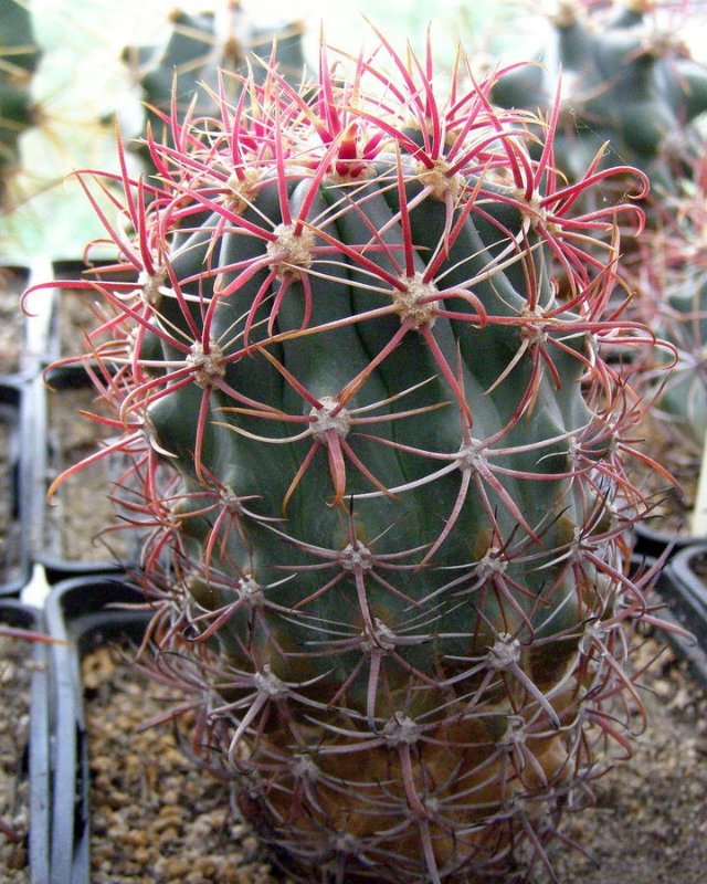 Ferocactus_gracilis_ssp._coloratus.JPG