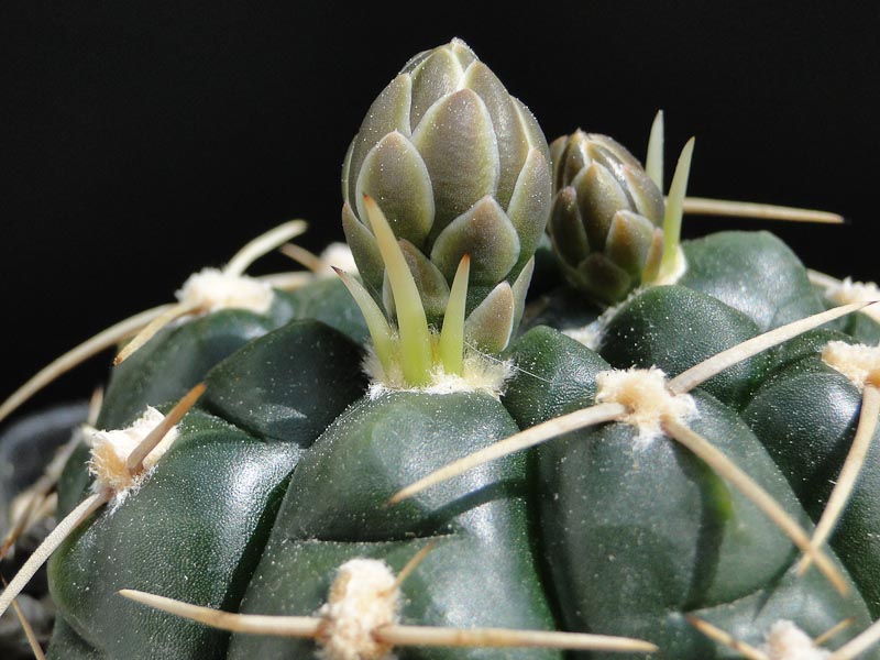 Gymnocalycium uruguayense fa. roseiflorum LB655 2012 Juno01-2.jpg