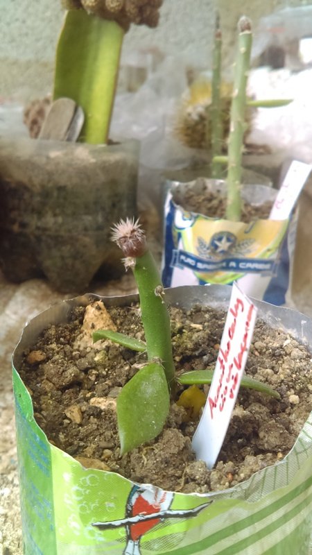 Acanthocalycium violaceum, Nina Paula, Cordoba