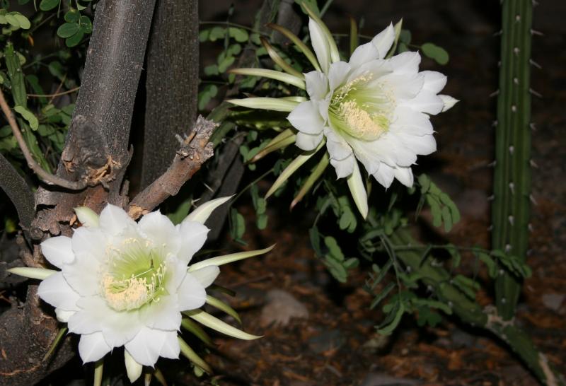 Harrisia balansae (Chandler, AZ)