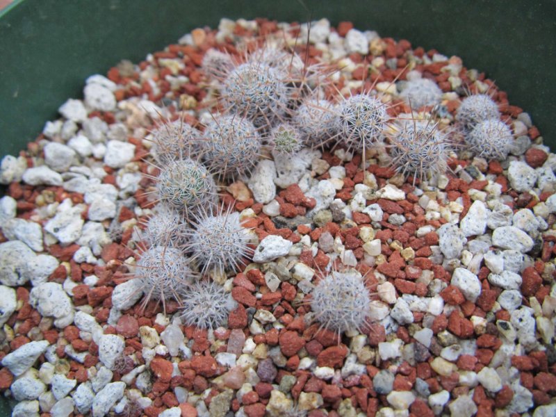 M. gemispina