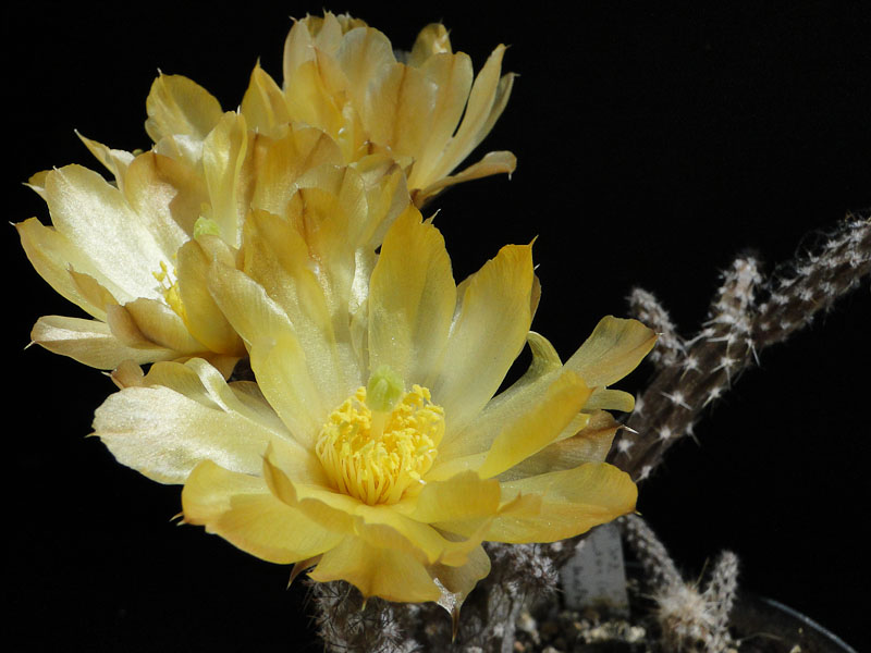 Pterocactus kuntzei HPT302 2012 Juno01-4.jpg