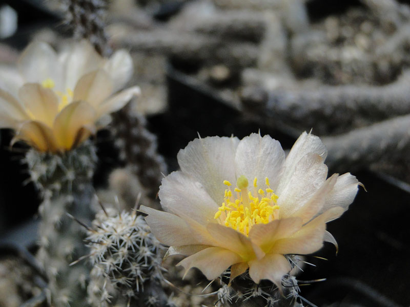 Pterocactus australis MK834 2012 Mai19-2.jpg