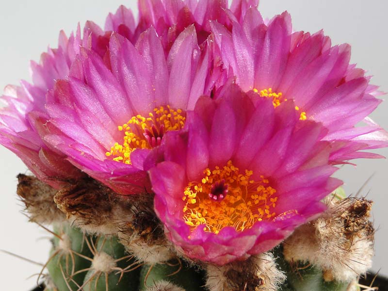 Notocactus uebelmannianus 2012 Juno03-5.jpg