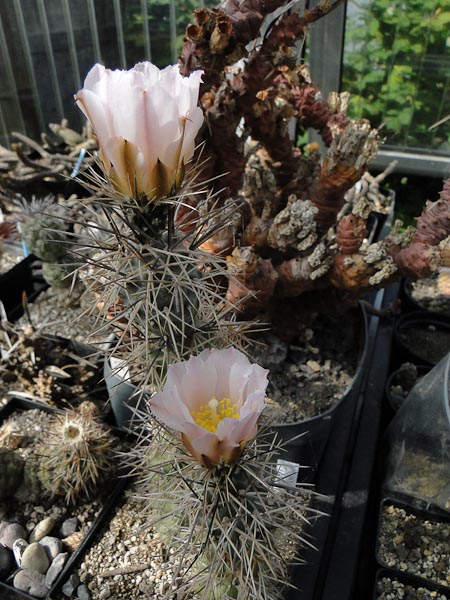 Tephrocactus alexanderi 2012 Juno04.jpg