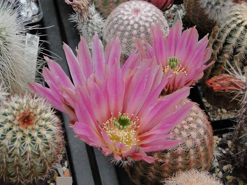 Echinocereus pectinatus 2012 Juno05.jpg