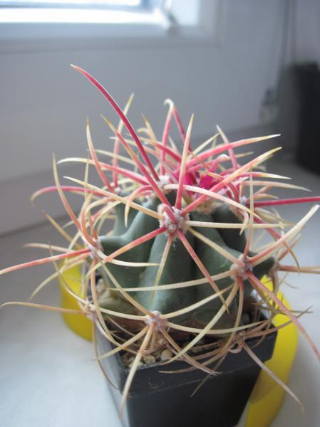 Ferocactus acanthodes.JPG