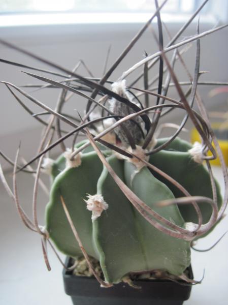 Astrophytum capricorne var crassispinum nudum.JPG