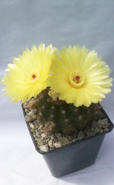 notocactus ottonis 050612.jpg