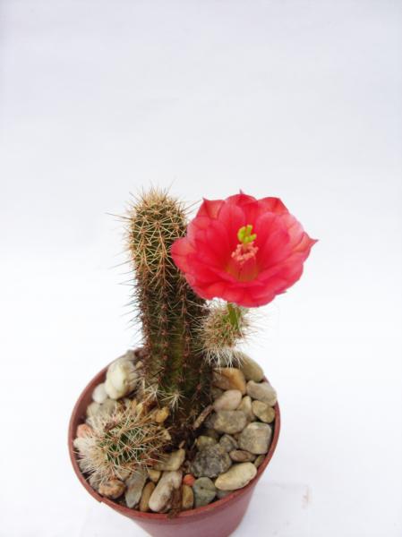 echinocereus scheerii 050612.JPG