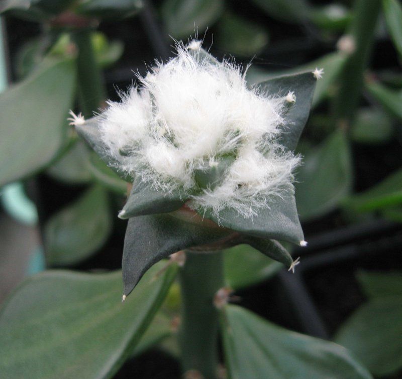 A. red flowering trigonus