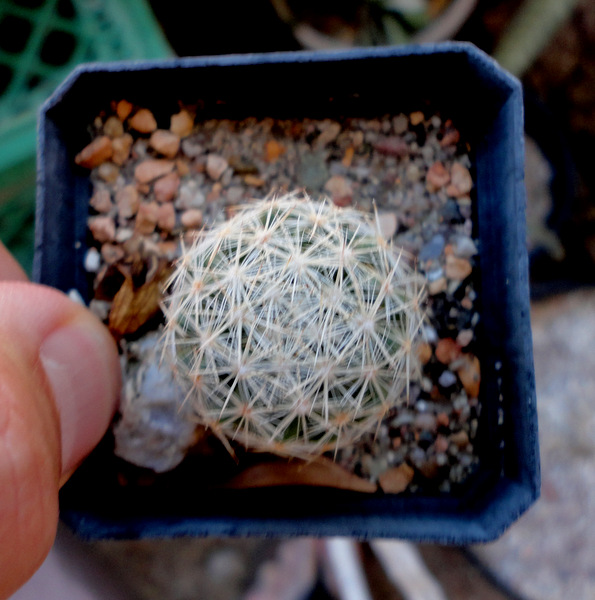 unknown seedling