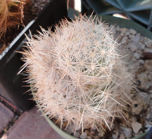 guadalupensis with a new stem coming out of a sunburned top.