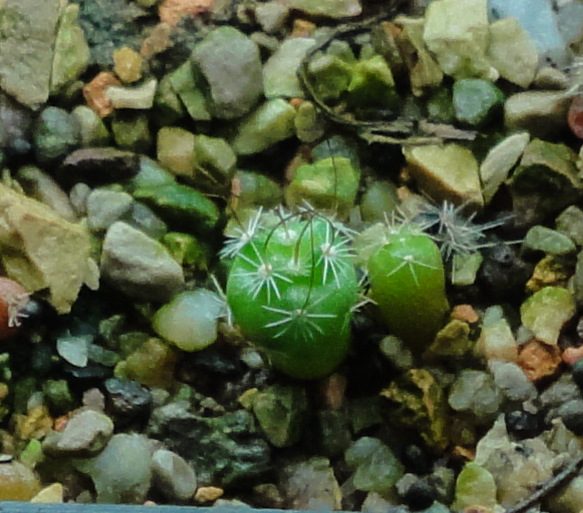 Echinofossulocactus zacatecasensis