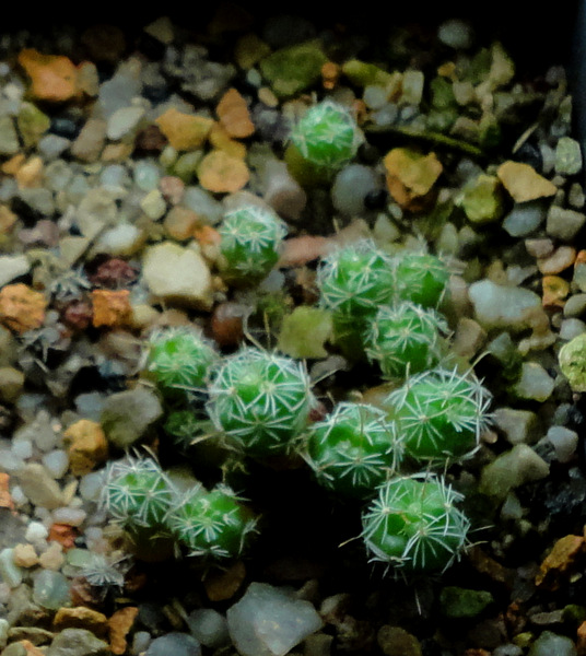 Echinofossulocactus anfractuosus