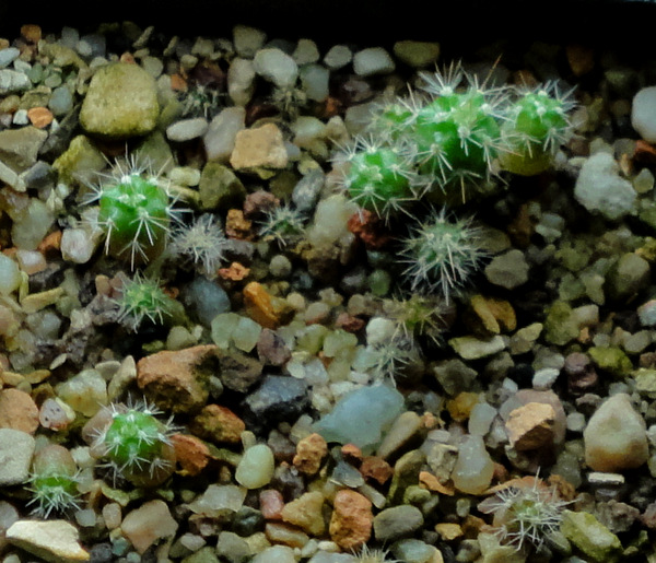 Echinocereus reichenbachii albispinus