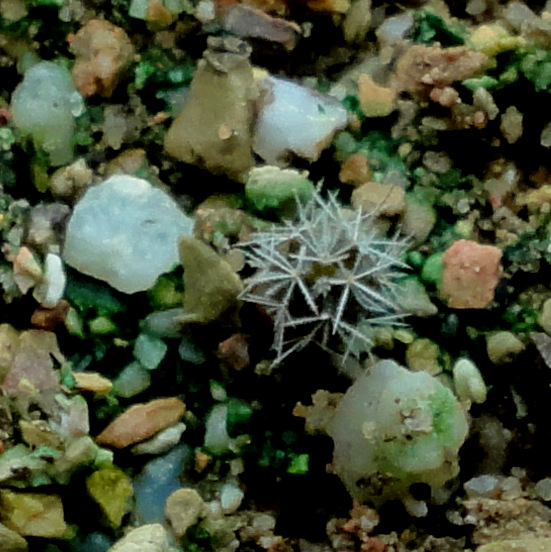 Mammillaria viridiflora, still beet red even in shade. hmmmm.