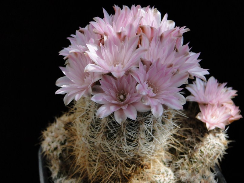 Gymnocalycium bruchii 2011 Mai08-2.jpg