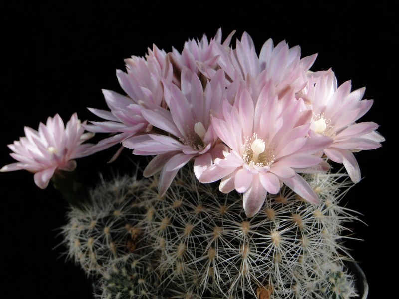 Gymnocalycium bruchii 2011 Mai08.jpg