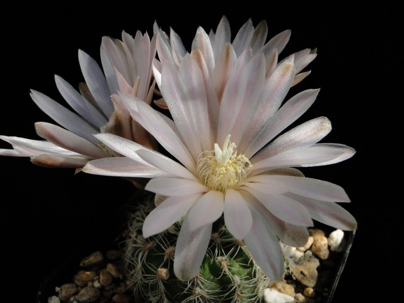 Gymnocalycium bruchii v. niveum WR727 2011 Mai21-2_renamed_16702.jpg