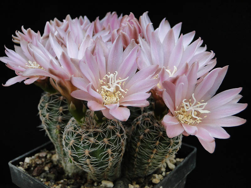 Gymnocalycium bruchii RM 2012 Juno07-4.jpg