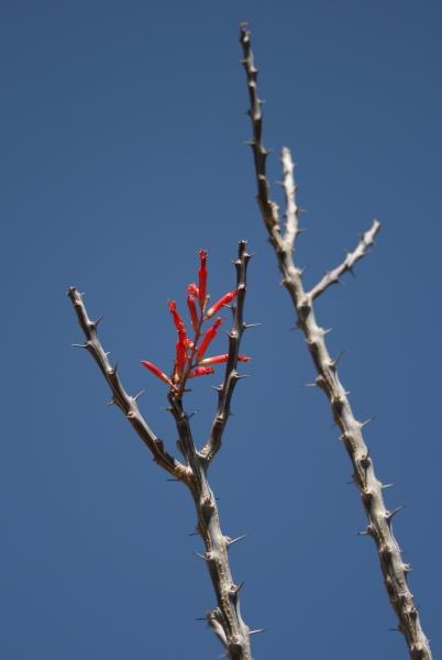 Fouquieria diguetii (Chandler, AZ)