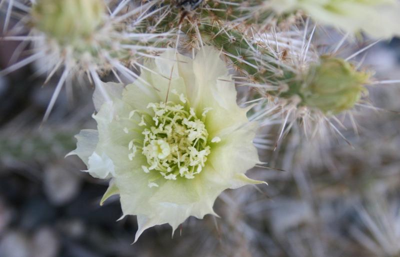 Grusonia marenae (Chandler, AZ)