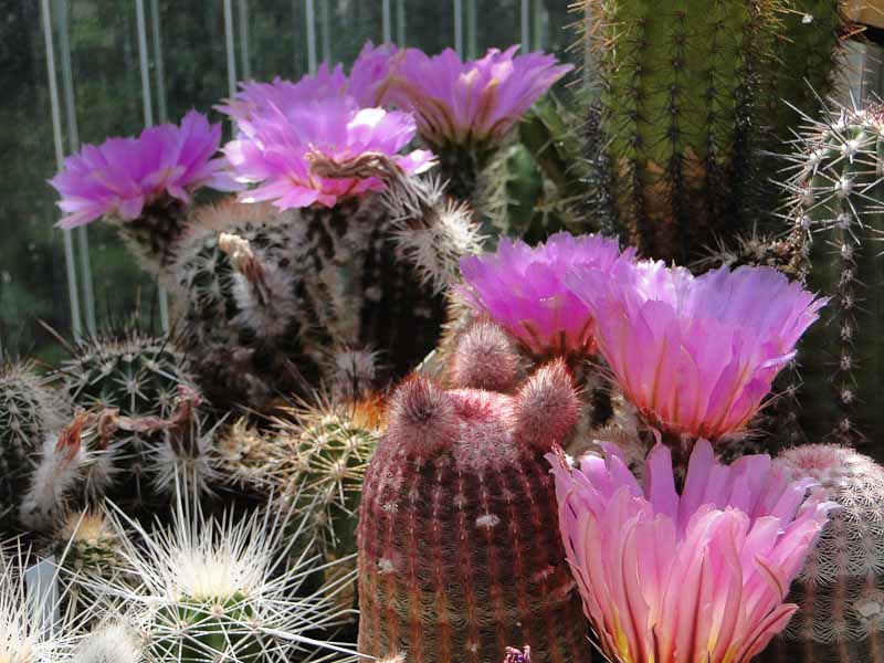 Echinocereus 2012 Juno10.jpg