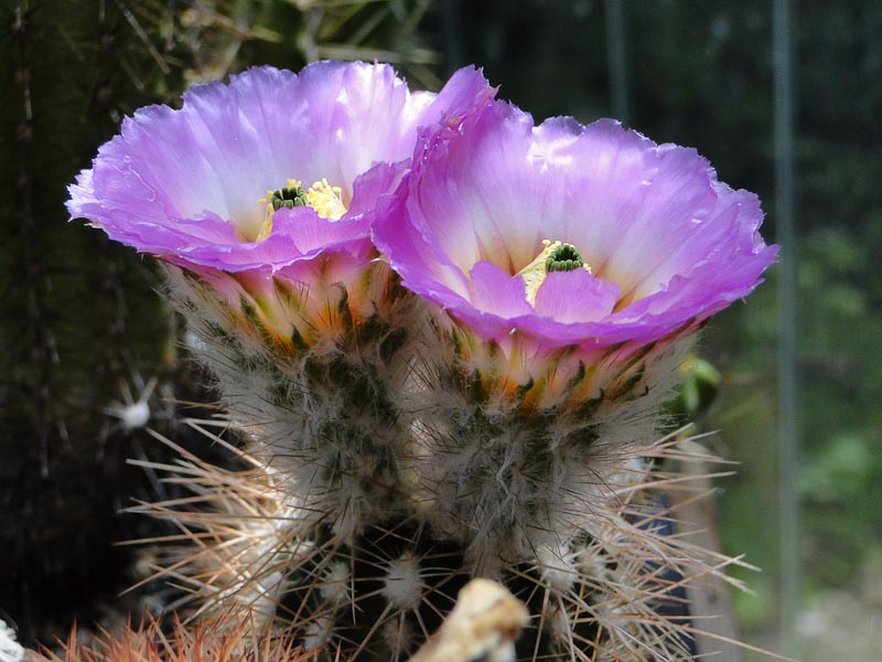 Echinocereus baileyi SB211 2012 Juno10-9.jpg