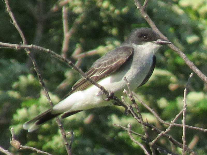 024_eastern_kingbird.jpg