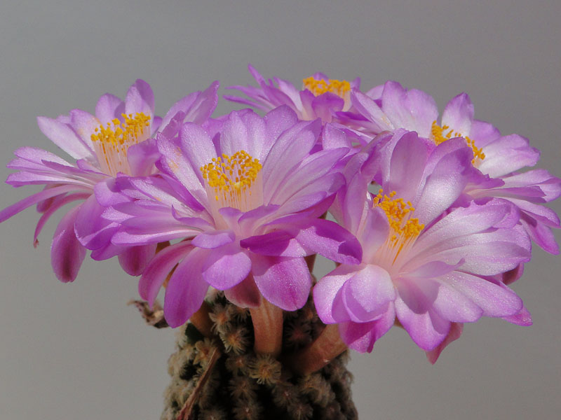 Mammilaria theresae 2012 Juno11-3.jpg