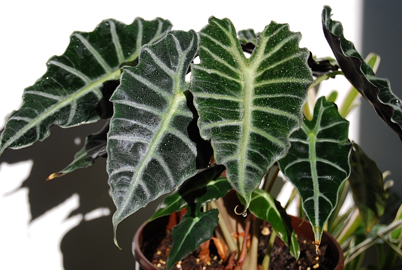 Colocasia.jpg